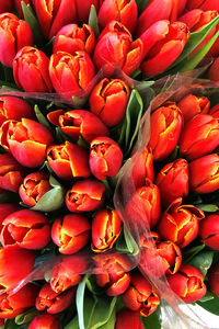 Red blooming tulip flowers for sale in flower shop. top view.