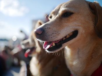 Close-up of dog