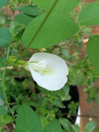 Close-up of white flowering plant