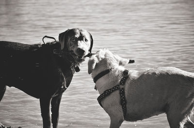 Dogs carrying stick in mouth at beach