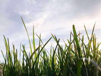 Close-up of crops growing on field against sky