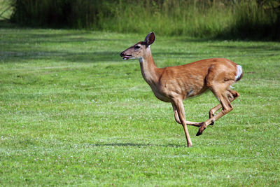 Side view of giraffe on field