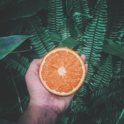 High angle view of hand holding orange