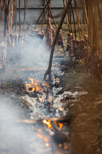 View of fire in the forest