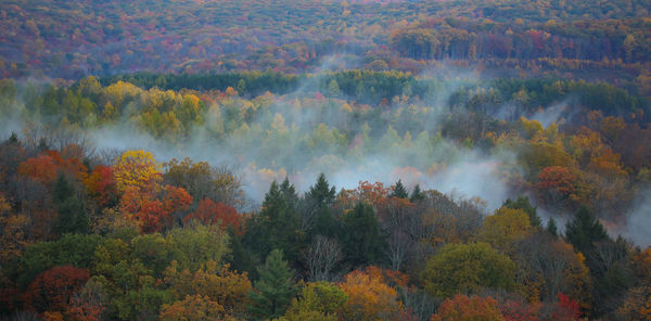 High angle view of trees in forest against sky