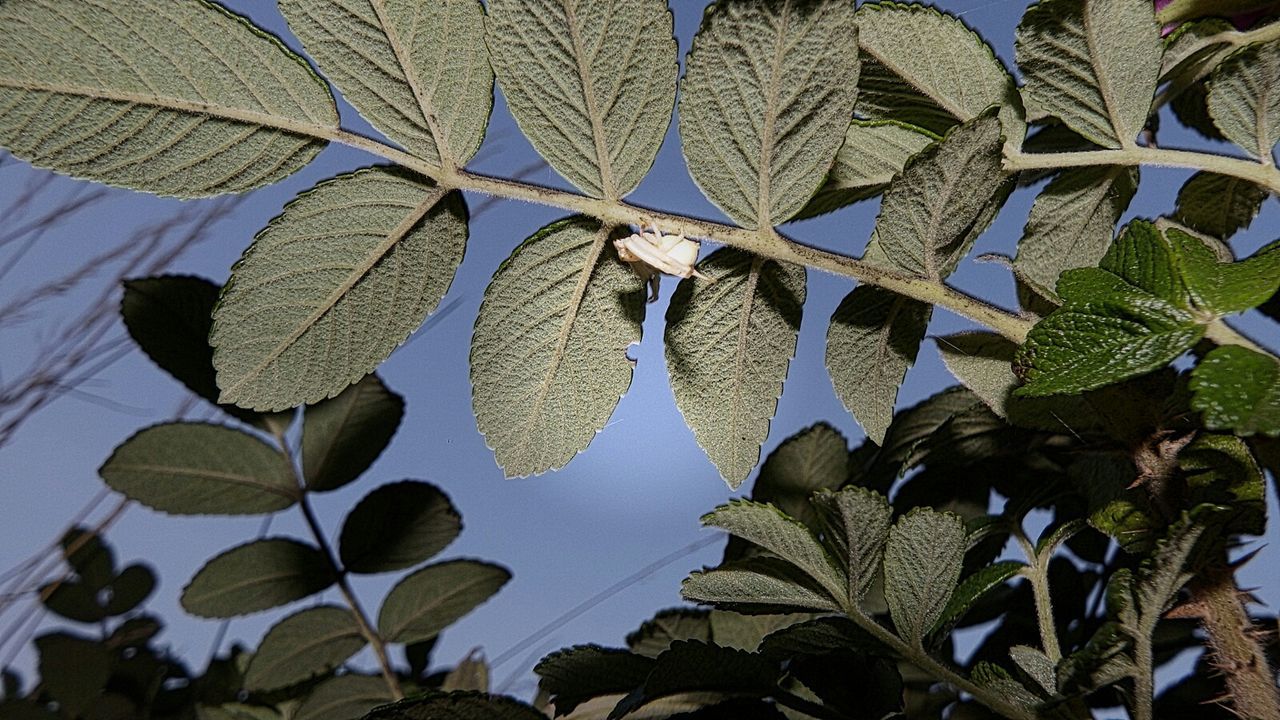 leaf, growth, low angle view, plant, nature, leaves, close-up, leaf vein, day, no people, green color, sunlight, beauty in nature, outdoors, natural pattern, backgrounds, freshness, branch, full frame, abundance