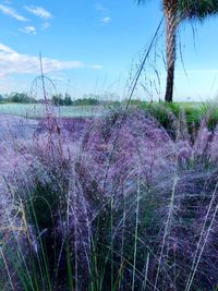 Purple flowering plants on field against sky