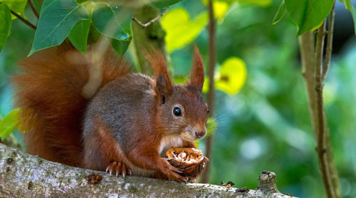 Close-up of squirrel