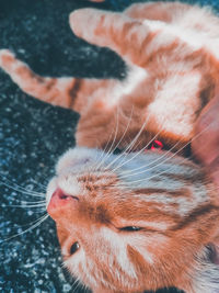 Close-up of a cat