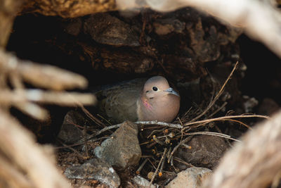 Close-up of bird in nest