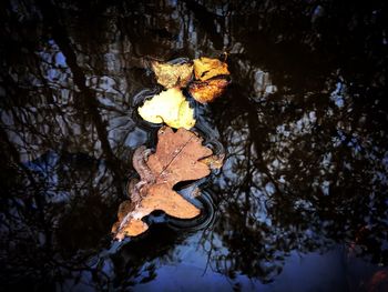 Leaves on tree trunk