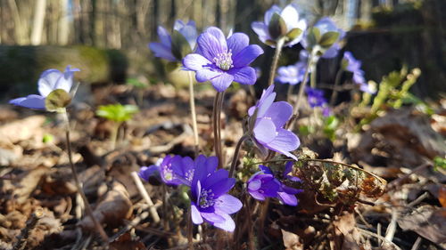 Close-up of purple crocus flowers on field