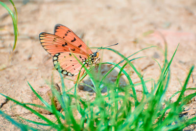 Close-up of butterfly on grass