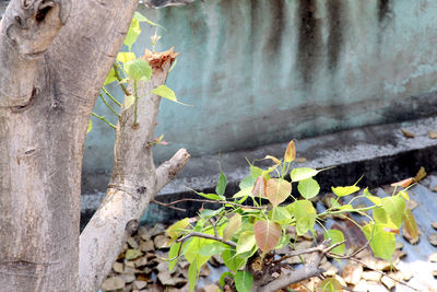 Close-up of leaves on tree trunk