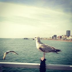 Seagulls flying over sea