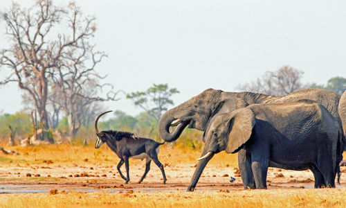 Elephant and sable antelope in the wild in zimbabwe
