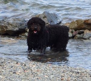 Dog in a sea