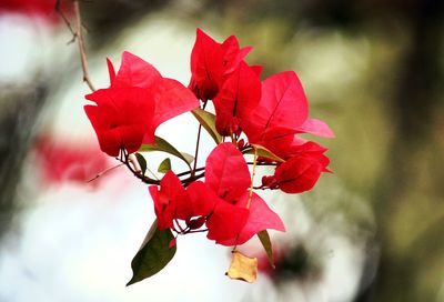 Close-up of red bougainvillea blooming outdoors