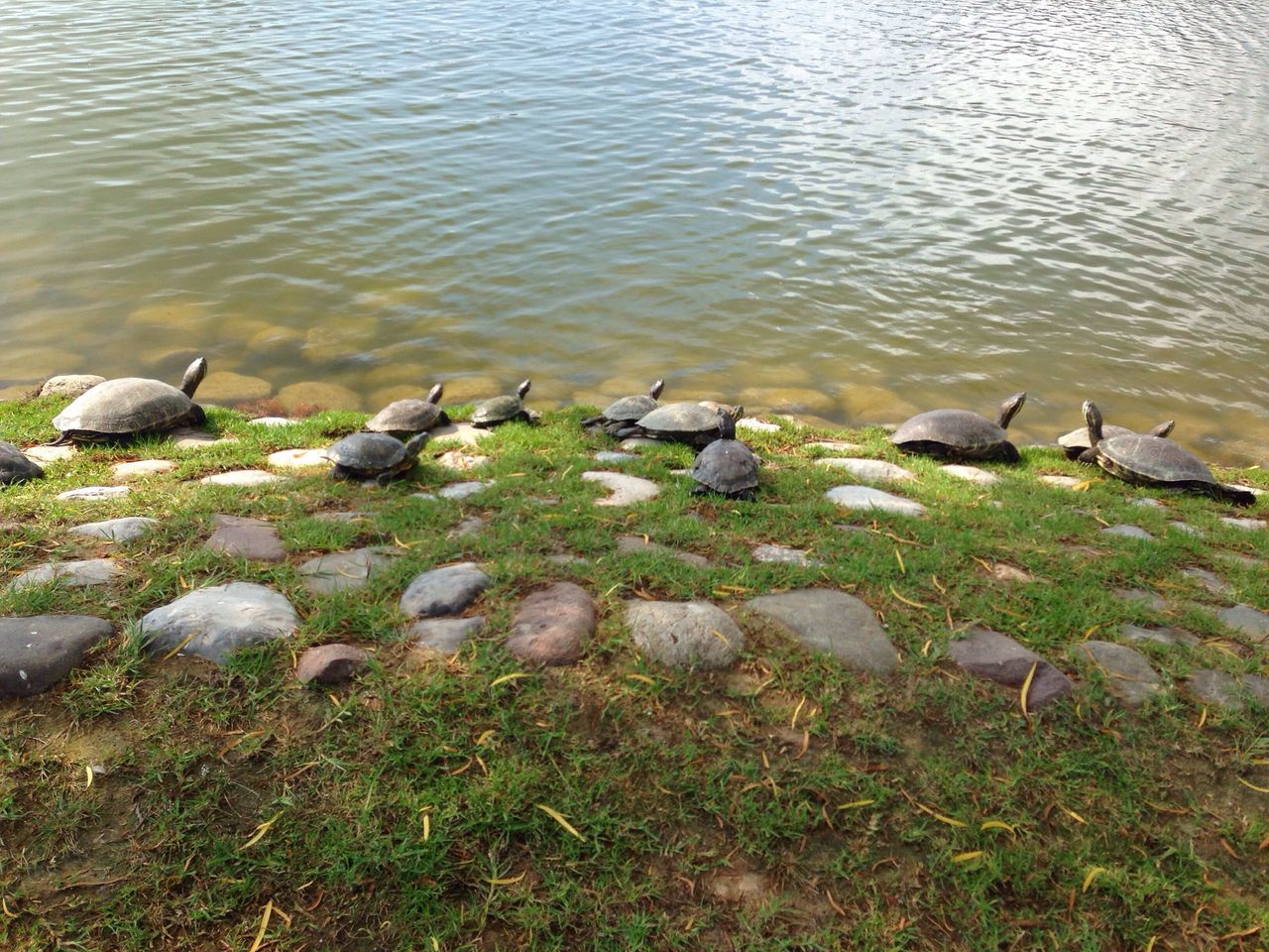 water, nature, lakeshore, tranquility, outdoors, day, no people, beauty in nature, grass, rippled, abundance, tranquil scene