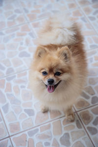 Portrait of dog on floor at home