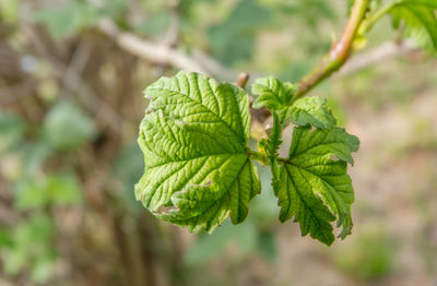 Close-up of fresh green leaves on plant