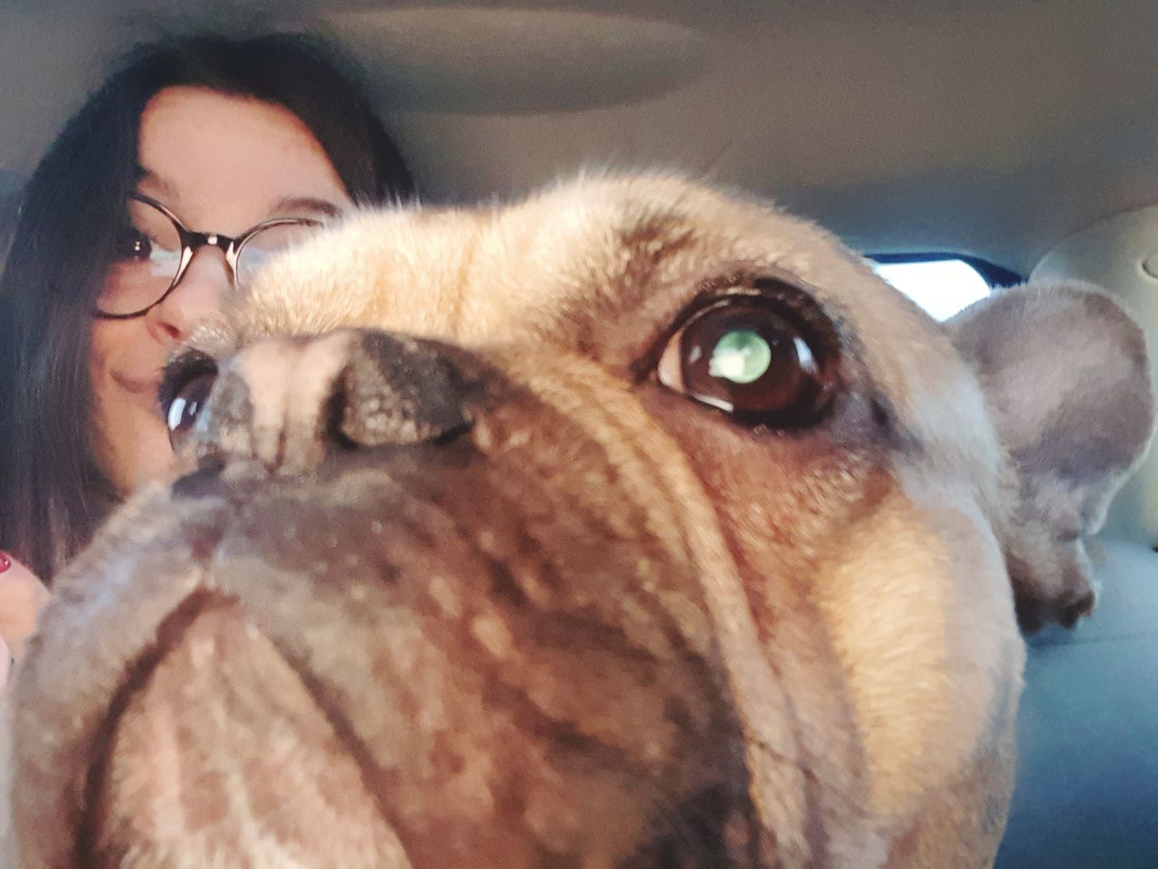 pets, domestic animals, domestic, one animal, dog, mammal, canine, vertebrate, portrait, close-up, headshot, people, indoors, eyeglasses, real people, glasses, looking at camera, pet owner