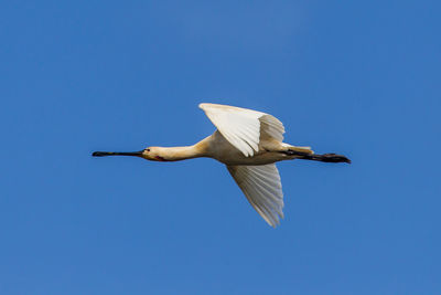 Low angle view of bird flying in sky