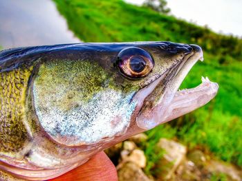 Close-up of fish