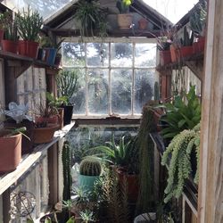 Potted plants in house