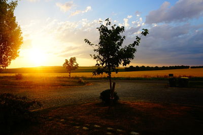 Trees on field against sky during sunset