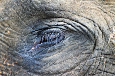 Close-up of elephant