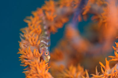 Close-up of orange jellyfish swimming in sea