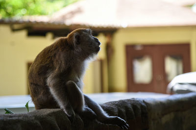 Side view of monkey sitting on fence