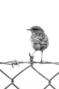 Close-up of bird perching on barbed wire