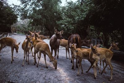 Horses in a field