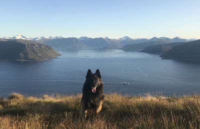 Dog standing in a lake