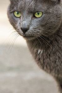Close-up portrait of a cat
