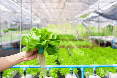 Midsection of person holding plant in greenhouse