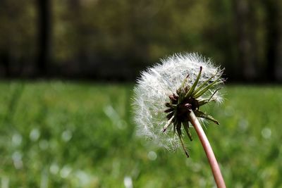 Close-up of dandelion flower