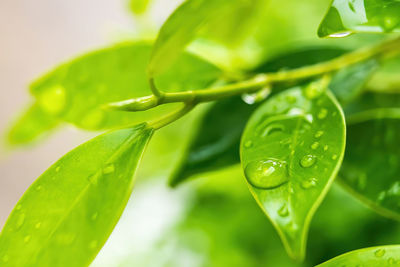 Close-up of raindrops on leaves