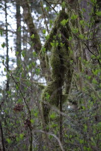 Low angle view of trees in forest