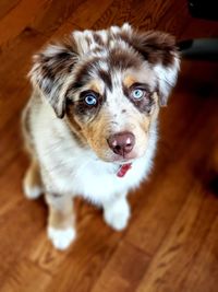 High angle view of dog looking away