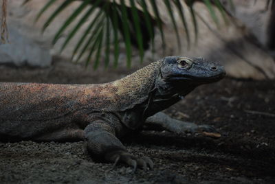 Close-up of lizard on land