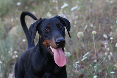 Close-up portrait of dog