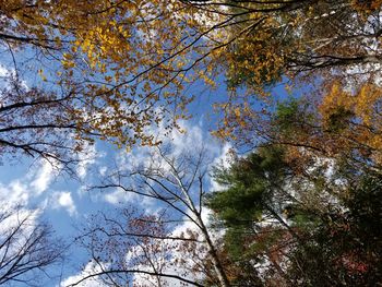 Low angle view of tree against blue sky