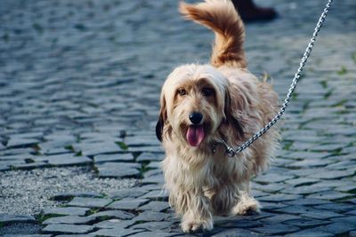 Portrait of dog standing in lake