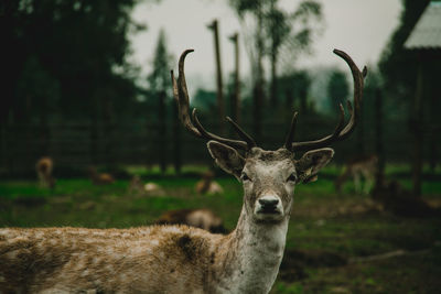 Close-up portrait of giraffe