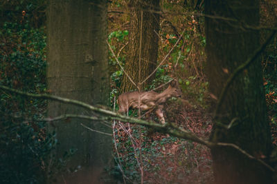 Close-up of lizard on tree in forest