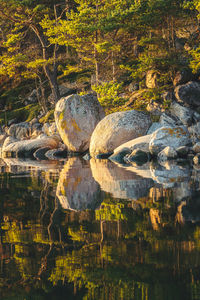 Reflection of tree on rock by lake