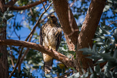 Low angle view of eagle perching on tree